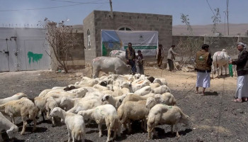 تدشين مشروع توزيع الأضاحي لأسر الشهداء والمفقودين بمحافظة عمران