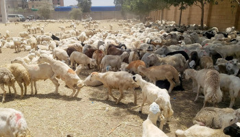 أمانة العاصمة تسير قافلة أضاحي عيدية للمرابطين في الجبهات
