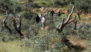 مستوطنون صهاينة يقتلعون 180 شجرة وغرسة زيتون شرقي قلقيلية