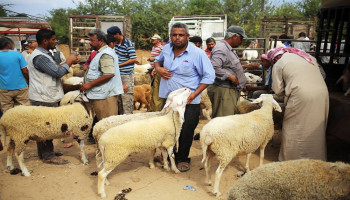 تقرير: العدو دمّر 97% من الثروة الحيوانية بغزة