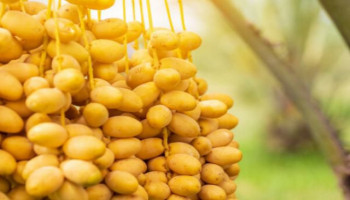 منها الالياف الغذائية والفيتامينات والمعادن.. فوائد فاكهة البلح
