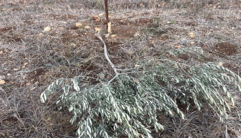 مستوطنون صهاينة يقتلعون أشجار زيتون وعنب في رام الله ونابلس
