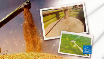 كسر حصار الغذاء: القمح والذرة الشامية يحققان قفزات نوعية نحو الاكتفاء الذاتي