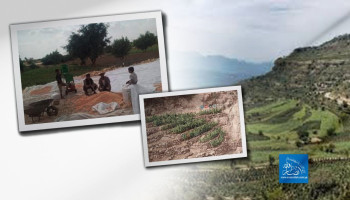 زراعة الكركم (الهِرد) في اليمن.. من التأسيس إلى الاستدامة الاقتصادية