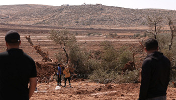 العدو الصهيوني يقتلع 130 شجرة زيتون غربي الخليل