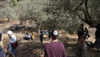 إصابة فلسطينيين اثنين ومتضامنة أجنبية في اعتداءات للمستوطنين الصهاينة جنوب الخليل