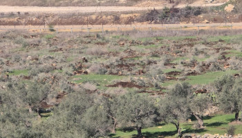 تجريف صهيوني واسع شمال سلفيت يقتلع مئات أشجار الزيتون ويهدد أراضي زراعية