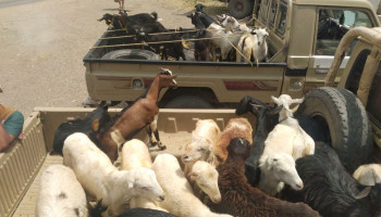 أبناء الرجم بالمحويت يسيرون قافلة للمرابطين في جبهتي الضالع ومأرب
