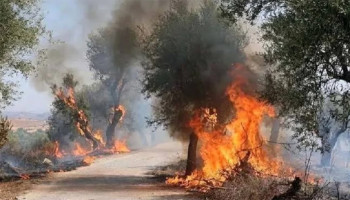 مقتل 12 شخصاً وإصابة 54 آخرين جرّاء حرائق واسعة بالجزائر