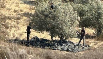 مستوطنون صهاينة يسرقون ثمار زيتون من أراضي عجة جنوب جنين
