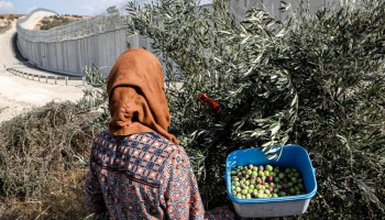 العدو يمنع مئات المزارعين شمال طولكرم من قطف الزيتون رغم حيازتهم تصاريح