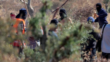 مستوطنون صهاينة يمنعون مزارعين من قطف الزيتون غرب الخليل ويحاولون سرقة محصولهم