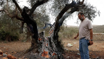 409 اعتداءات صهيونية على مزارعي الزيتون بالضفة الغربية خلال 21 يومًا