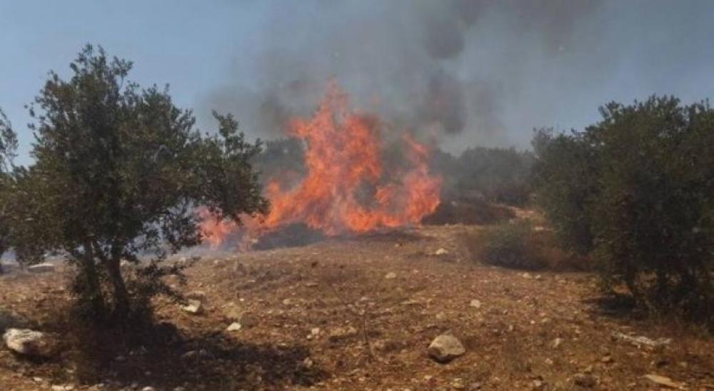 الصهاينة يضرمون النيران في أراضٍ زراعية برام الله