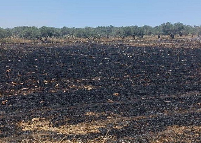 الصهاينة يحرقون 40 دونما مزروعة بالقمح في بلدة سبسطية قرب نابلس