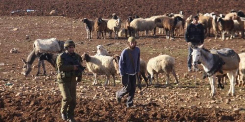 مستوطنون صهاينة يطاردون رعاة الماشية بالأغوار الشمالية
