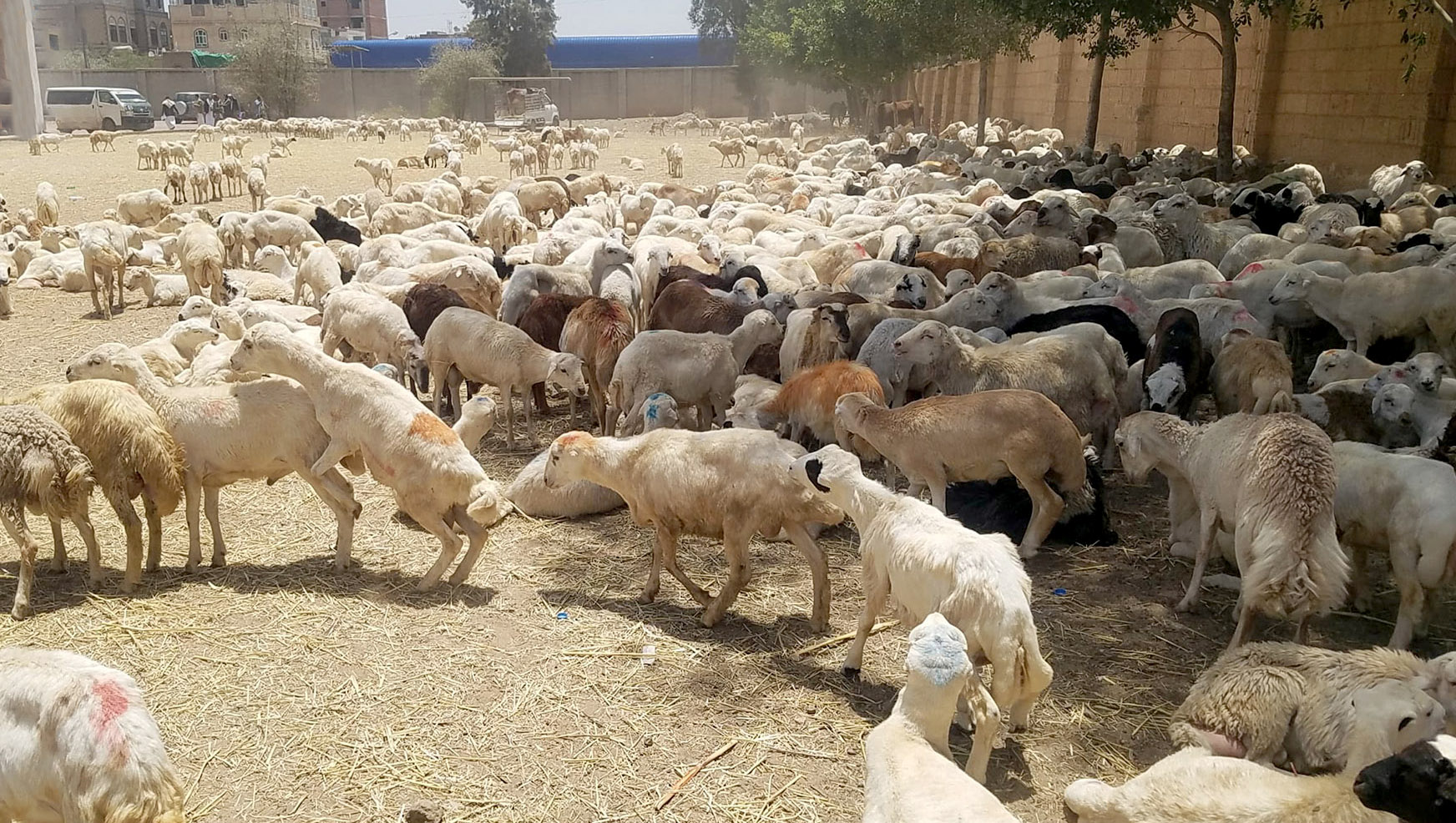 أمانة العاصمة تسير قافلة أضاحي عيدية للمرابطين في الجبهات