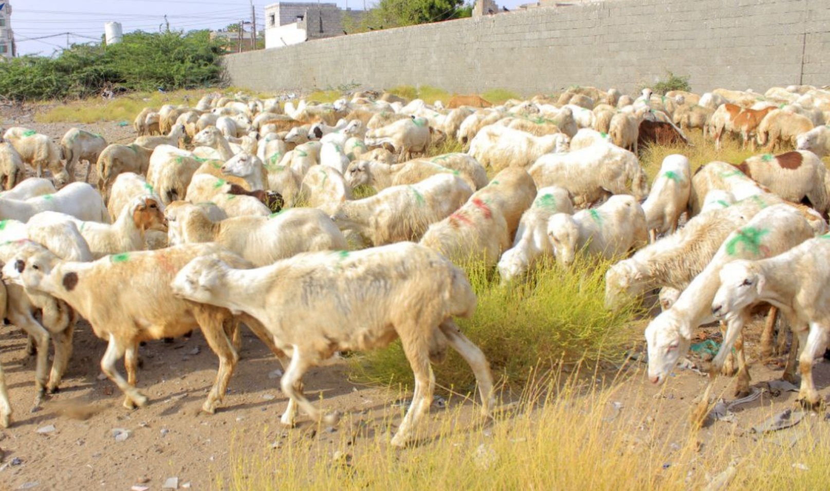 الحديدة ترفد الجبهات بقافلة عيدية تحوي 600 رأس من الأغنام