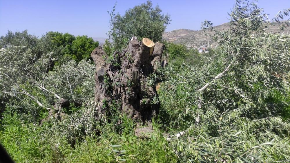 العدو الصهيوني يجرف أراضي الفلسطينيين بالساوية جنوبي نابلس