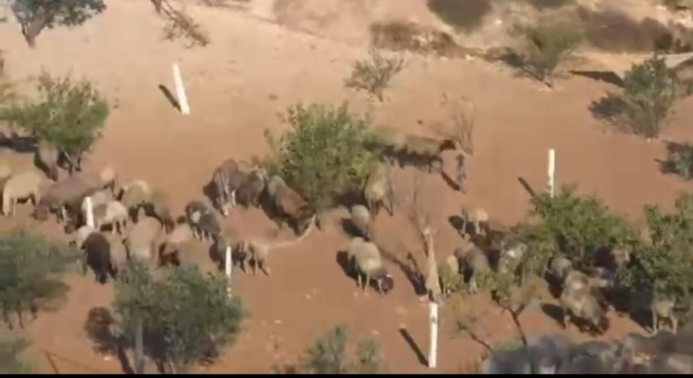 مستوطنون صهاينة يطلقون مواشيهم في خربة أقواويس بمسافر يطا