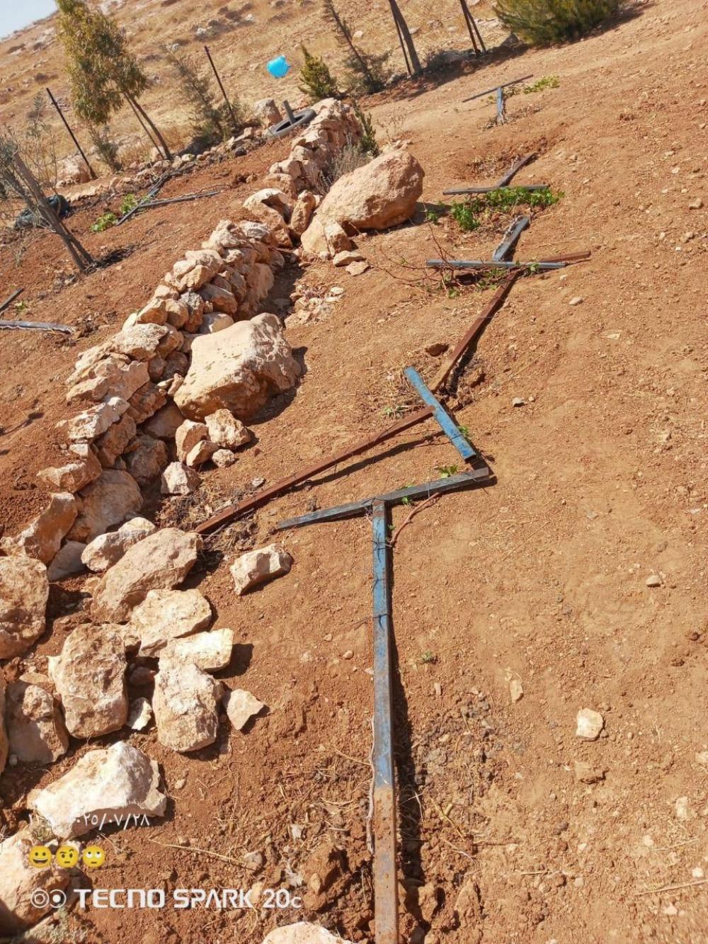مستوطنون صهاينة يخربون مزروعات الأهالي في “خلة الحمص" جنوبي يطا