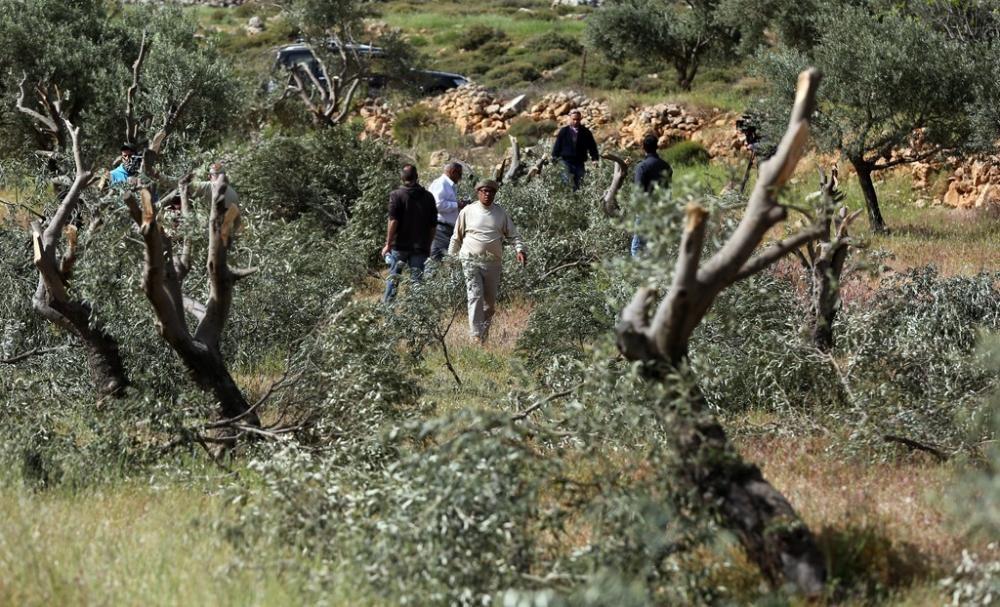 مستوطنون صهاينة يقتلعون أشجار زيتون جنوب غرب جنين