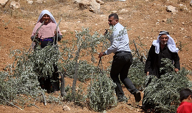 مستوطنون صهاينة يتلفون 850 شجرة عنب وزيتون في الخليل
