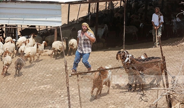 مستوطنون صهاينة يسرقون 200 رأس غنم في بلدة كوبر شمال رام الله