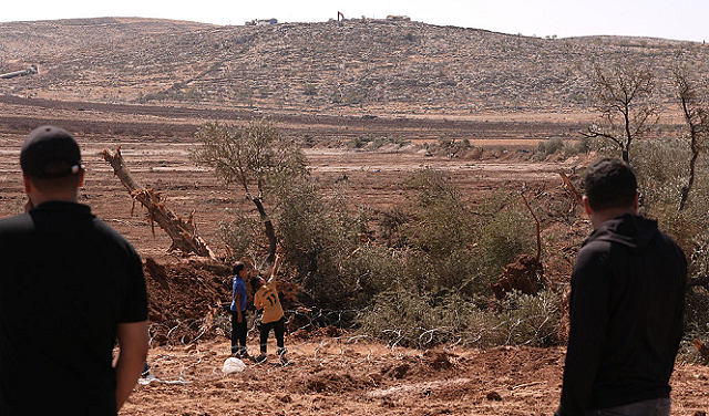 العدو الصهيوني يقتلع 130 شجرة زيتون غربي الخليل