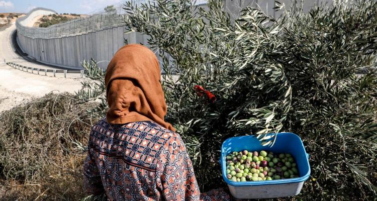 العدو يمنع مئات المزارعين شمال طولكرم من قطف الزيتون رغم حيازتهم تصاريح