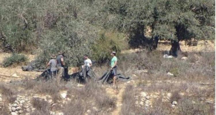مستوطنون صهاينة يسرقون ثمار زيتون ويطاردون مزارعين في مسافر يطا