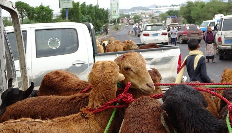 السلطة المحلية بتعز تسير قافلة عيدية دعماً للمرابطين في الجبهات3