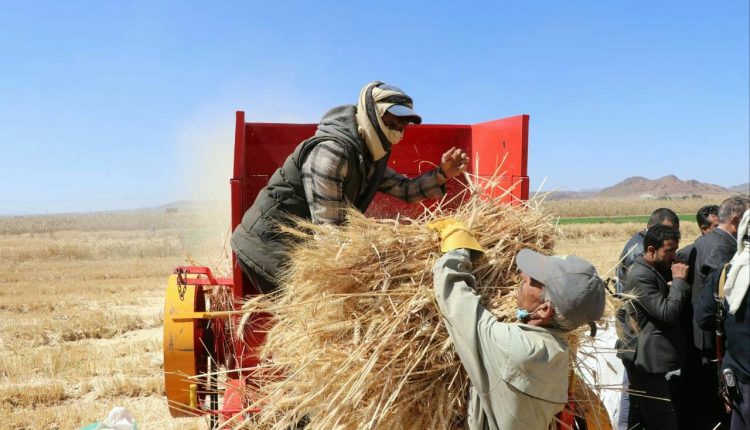 تدشين حصاد محصول القمح وإخراج زكاة الحبوب في مزرعة رصابة بذمار5